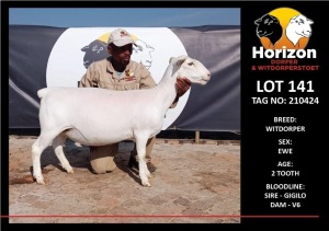 LOT 141 1X WHITE DORPER T5 PREGNANT EWE HORIZON WITDORPERSTOET