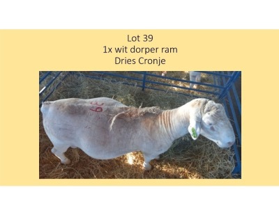 1X Wit Dorper RAM Dries Cronje