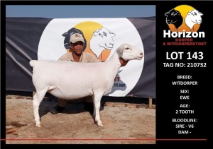 LOT 143 1X WHITE DORPER T5 PREGNANT EWE HORIZON WITDORPERSTOET