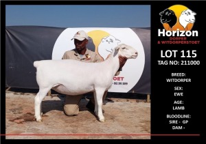 LOT 115 1X WHITE DORPER STUD EWE HORIZON WITDORPERSTOET