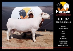 LOT 97 1X WHITE DORPER FLOCK RAM HORIZON WITDORPERSTOET