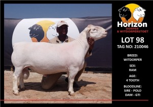 LOT 98 1X WHITE DORPER STUD RAM HORIZON WITDORPERSTOET