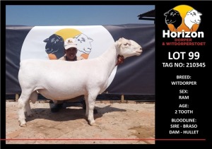 LOT 99 1X WHITE DORPER STUD RAM HORIZON WITDORPERSTOET