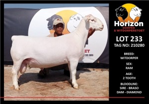 LOT 233 1X WHITE DORPER STUD RAM HORIZON WITDORPERSTOET