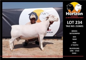 LOT 234 1X WHITE DORPER RAM HORIZON WITDORPERSTOET