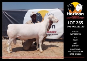 LOT 265 1X WHITE DORPER FLOCK RAM HORIZON WITDORPERSTOET