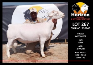 LOT 267 1X WHITE DORPER STUD RAM HORIZON WITDORPERSTOET