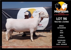 LOT 96 1X WHITE DORPER STUD RAM HORIZON WITDORPERSTOET