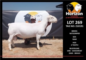 LOT 269 1X WHITE DORPER STUD RAM HORIZON WITDORPERSTOET