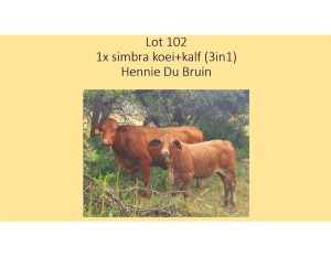 1+1X SIMBRA KOEI + KALF HENNIE DU BRUYN