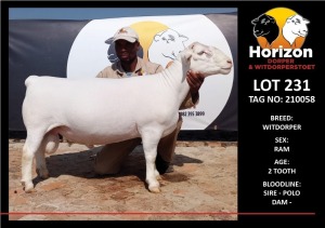 LOT 231 1X WHITE DORPER STUD RAM HORIZON WITDORPERSTOET