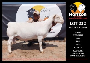 LOT 232 1X WHITE DORPER STUD RAM HORIZON WITDORPERSTOET