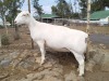 LOT 7 1X WHITE DORPER T5 PREGNANT EWE TROMP CILLIERS - 2