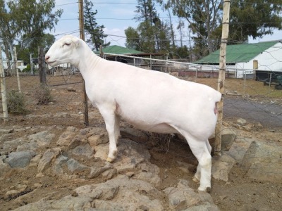 LOT 7 1X WHITE DORPER T5 PREGNANT EWE TROMP CILLIERS