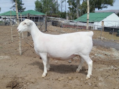 LOT 8 1X WHITE DORPER T5 PREGNANT EWE TROMP CILLIERS