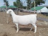 LOT 8 1X WHITE DORPER T5 PREGNANT EWE TROMP CILLIERS - 2