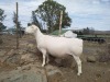 LOT 6 1X WHITE DORPER T5 PREGNANT EWE TROMP CILLIERS