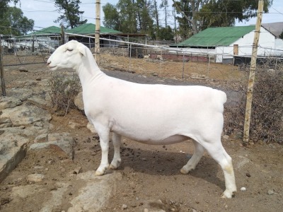 LOT 9 1X WHITE DORPER T5 PREGNANT EWE TROMP CILLIERS