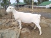 LOT 9 1X WHITE DORPER T5 PREGNANT EWE TROMP CILLIERS - 2