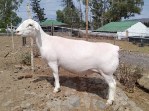 LOT 106 1X WHITE DORPER T5 PREGNANT EWE TROMP CILLIERS