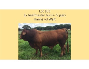 1X BEEFMASTER BUL HANNA VAN DER WALT