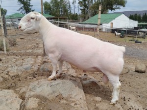 LOT 61 1X WHITE DORPER T5 RAM TROMP CILLIERS