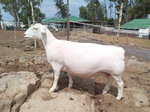 LOT 107 1X WHITE DORPER T5 PREGNANT EWE TROMP CILLIERS