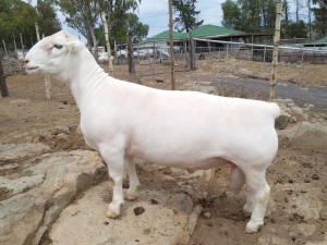 LOT 63 1X WHITE DORPER T5 RAM TROMP CILLIERS