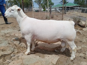 LOT 64 1X WHITE DORPER STUD RAM TROMP CILLIERS