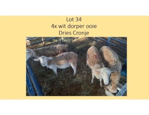 4X Wit Dorper OOI Dries Cronje (PER STUK OM LOT TE NEEM/PER PIECE TO TAKE THE LOT)