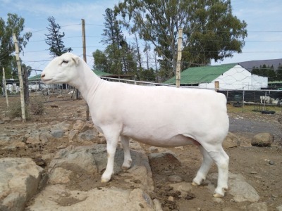 LOT 10 1X WHITE DORPER T5 PREGNANT EWE TROMP CILLIERS