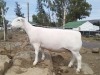 LOT 10 1X WHITE DORPER T5 PREGNANT EWE TROMP CILLIERS - 2