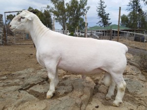 LOT 65 1X WHITE DORPER STUD RAM TROMP CILLIERS