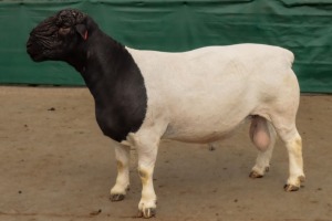 LOT 32 1X DORPER T5 RAM BEN VD WESTHUYZEN