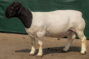 LOT 35 1X DORPER T5 RAM BEN VD WESTHUYZEN