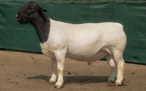 LOT 36 1X DORPER STUD RAM BEN VD WESTHUYZEN