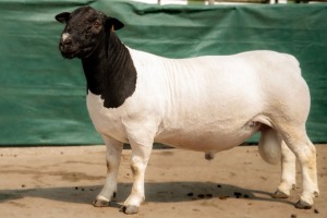 LOT 31 1X DORPER T5 RAM BEN VD WESTHUYZEN