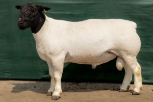 LOT 34 1X DORPER T5 RAM BEN VD WESTHUYZEN