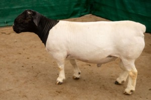 LOT 33 1X DORPER T5 RAM BEN VD WESTHUYZEN