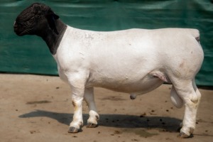 LOT 37 1X DORPER T5 RAM BEN VD WESTHUYZEN