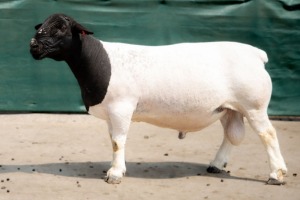 WITHDRAW - LOT 219 X DORPER RAM BEN VD WESTHUYZEN