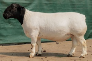 LOT 39 1X DORPER STUD RAM BEN VD WESTHUYZEN