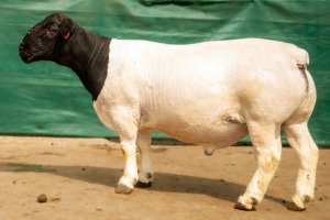 LOT 38 1X DORPER STUD RAM BEN VD WESTHUYZEN