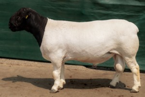 LOT 40 1 X DORPER FLOCK RAM BEN VD WESTHUYZEN