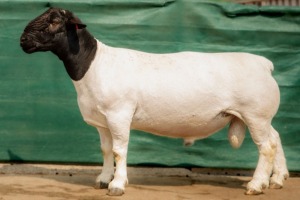 WITHDRAW - LOT 219 1X DORPER RAM BEN VD WESTHUYZEN