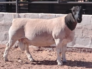 LOT 41 1X DORPER T5 RAM HENDRI V WYK SR