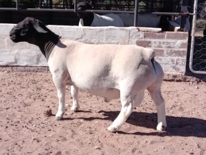 WITHDRAW - LOT 44 X DORPER RAM HENDRI V WYK SR