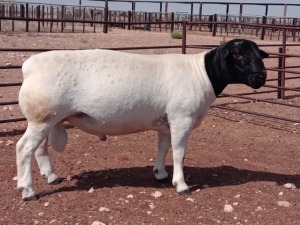 LOT 136 1X DORPER STUD RAM VANCO DORPERS