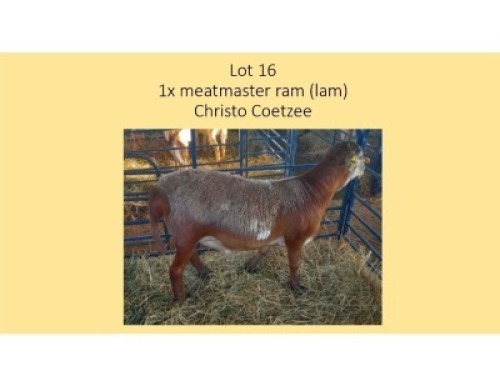 1X Meatmaster RAM LAM Christo Coetzee
