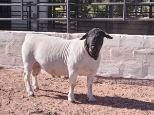 LOT 42 1X DORPER T5 RAM HENDRI V WYK SR